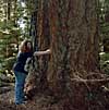 Debra near a huge douglas fir