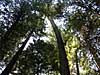 The forest canopy near the cabin on Mt Rainier