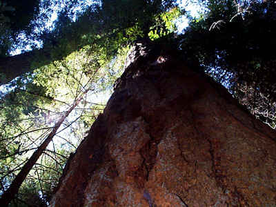 Large Douglas Fir near cabin