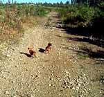 Bud and Mollie on our walk on Sunday September 19