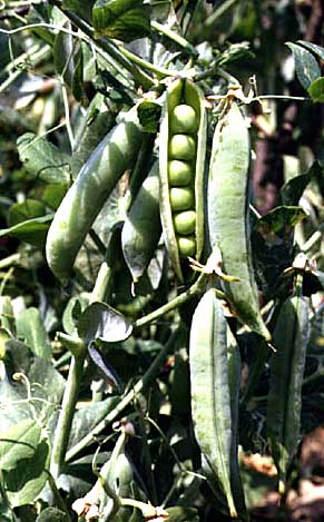 garden peas