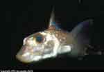 spotted ratfish