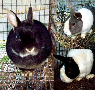 Our three rabbits